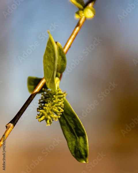 Fototapeta Spring weeping willow bud