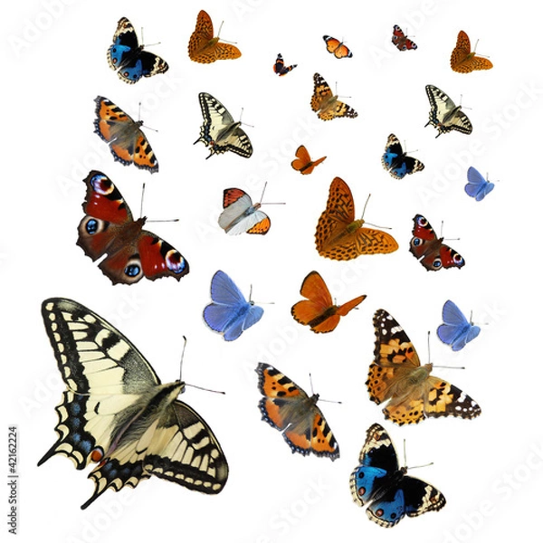 Obraz Davonfliegende Schmetterlinge isoliert