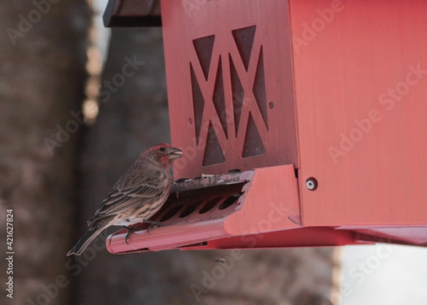 Obraz Red Finch on Red Bird Feeder