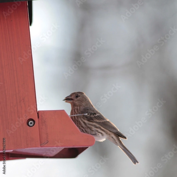Obraz Brown Sparrow Eating Seed