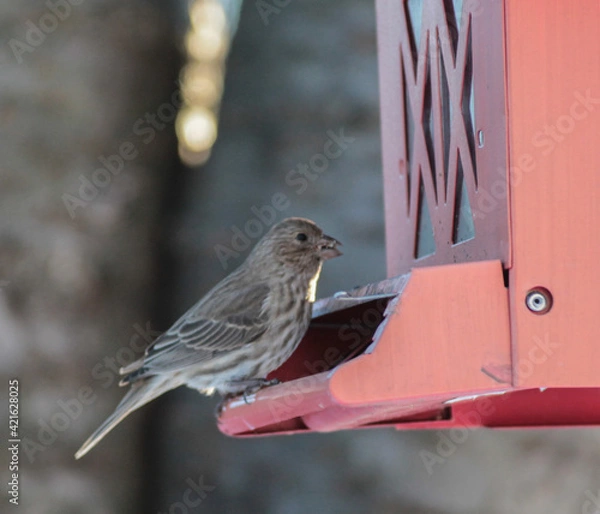 Obraz Brown Sparrow on Bird Feeder with Seed in Mouth