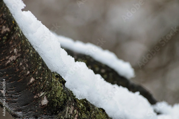 Obraz Snow on Branch