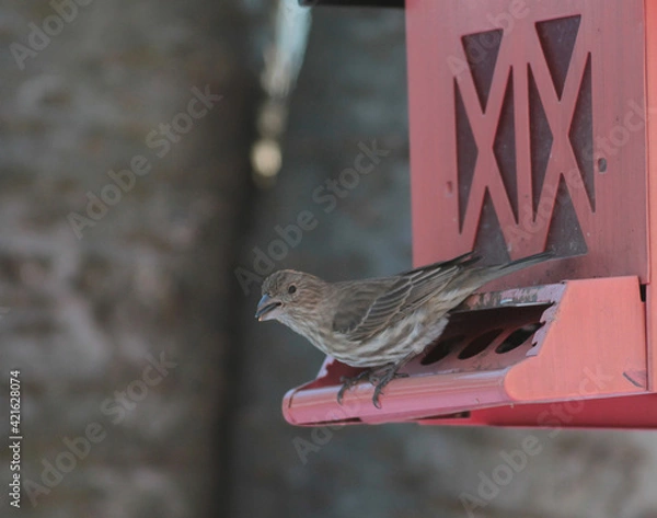 Obraz Brown Sparrow Getting Ready to Fly off Bird Feeder