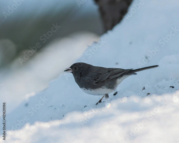 Obraz Dark Eyed Junco Bird in Snow with Seed