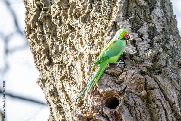 Obraz Parakeets