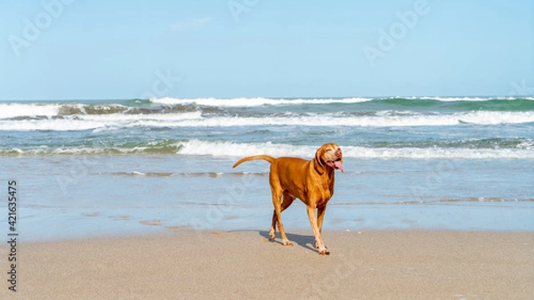 Obraz dog on the beach