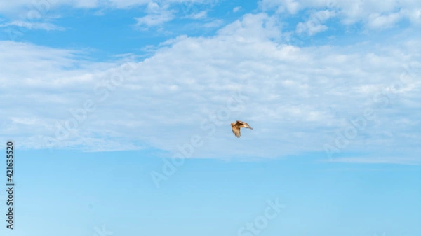 Obraz Bird in the sky