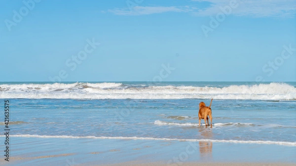 Obraz Dog on the beach