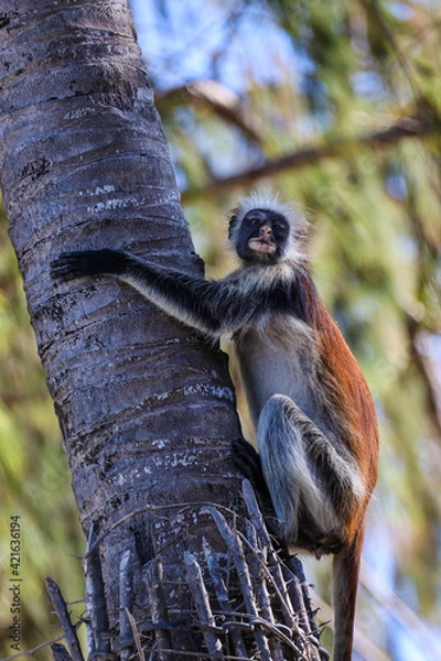 Obraz Red Colobus monkey