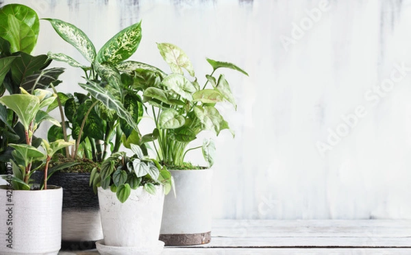 Fototapeta Variety of popular potted houseplants over a rustic farmhouse wooden table with space for text.