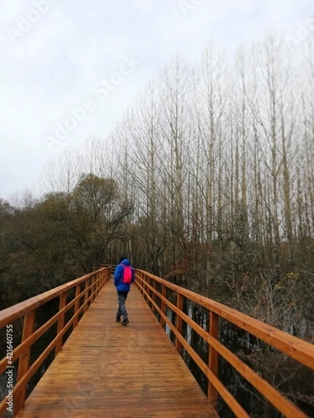 Fototapeta Young man walking on a wooden bridge in nature, with trees. It transmits a lot of calm and peace