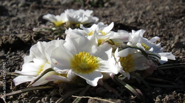 Obraz desert flowers
