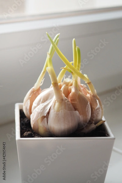 Fototapeta Sprouted garlic in a white pot on the windowsill. Spring gardening at home.