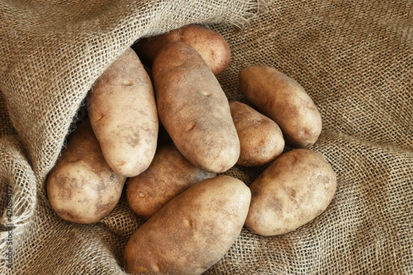 Fototapeta A top view image of large organic russet potatoes on a brown burlap sack. 