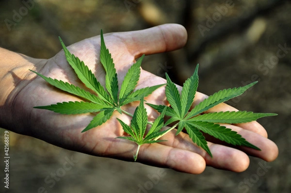 Obraz Marijuana leaves in a man's hand