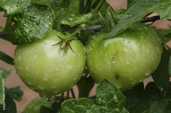 Obraz Two green tomatoes on the vine