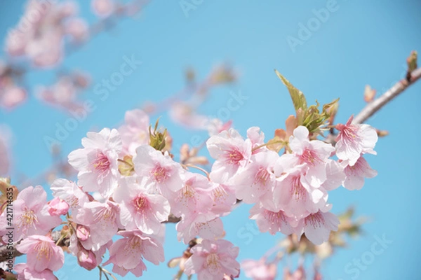 Obraz 河津桜