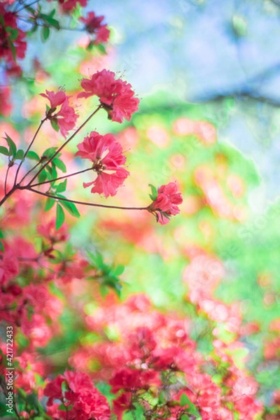 Fototapeta ツツジと光