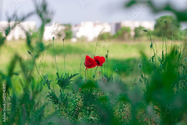 Obraz red poppy flower