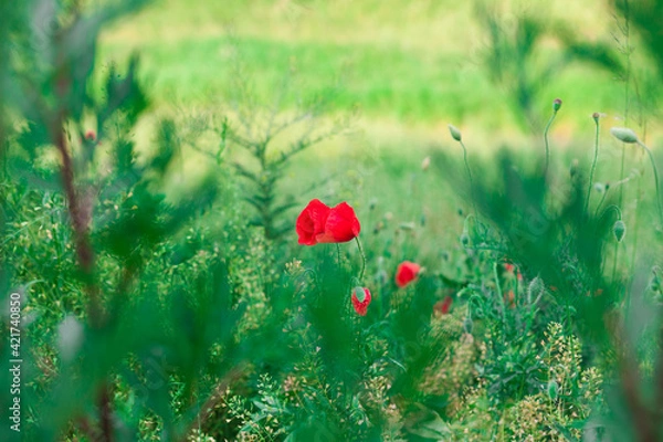 Obraz red poppy flower