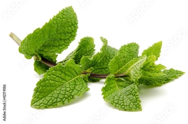 Obraz Liście mięty