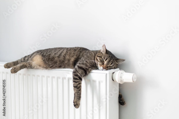 Fototapeta The cat lies on a heating radiator against the background of a gray wall. The cat warms up on the battery
