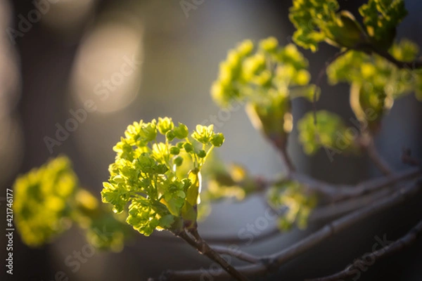 Obraz The budding leaves of the holly maple