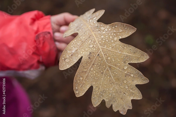 Obraz 
Dry leaf with raindrops