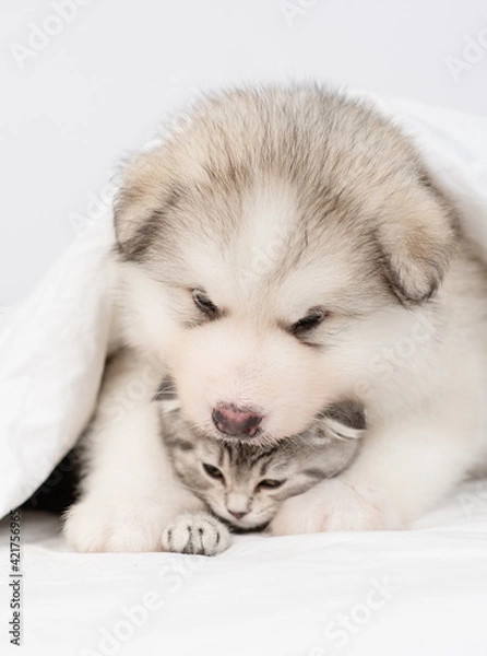 Fototapeta Friendly Alaskan malamute puppy embraces tiny kitten under warm blanket on a bed at home