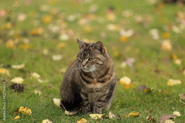 Obraz Beautiful striped cat in the garden on green grass