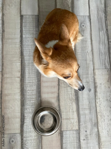 Obraz corgi with bowl