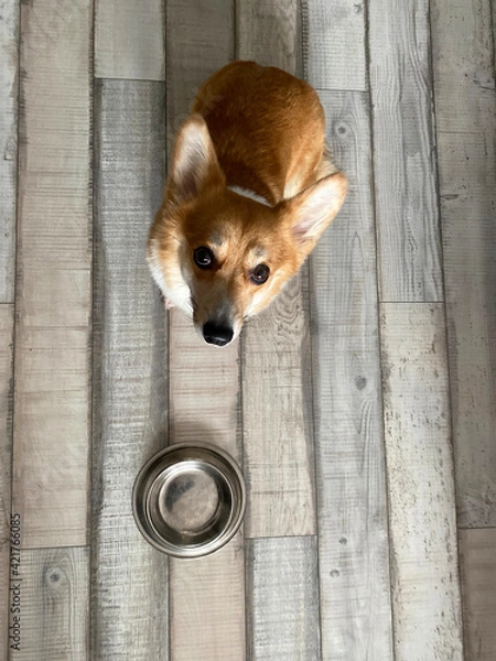 Obraz corgi with bowl
