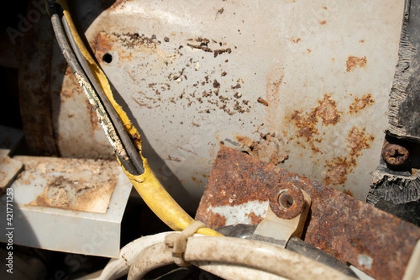 Obraz rat gnaw old cable risk damage electrical shock