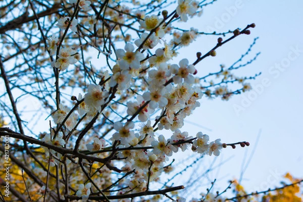 Fototapeta 佐倉城址公園の梅