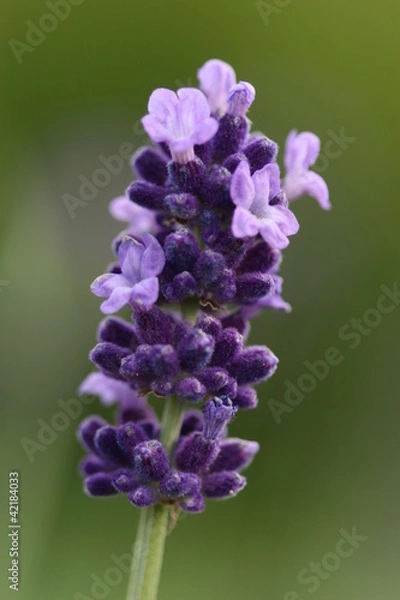 Obraz lavender