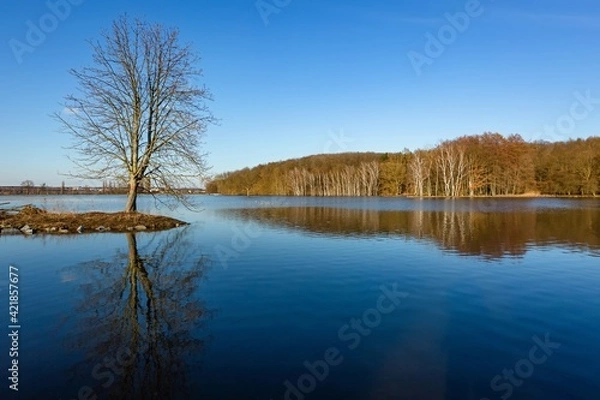 Fototapeta Scenic view of a lake with calm water and a reflection of a tree growing on a little island and woodland in the background on the horizon. Bright sunny spring day with blue sky.  