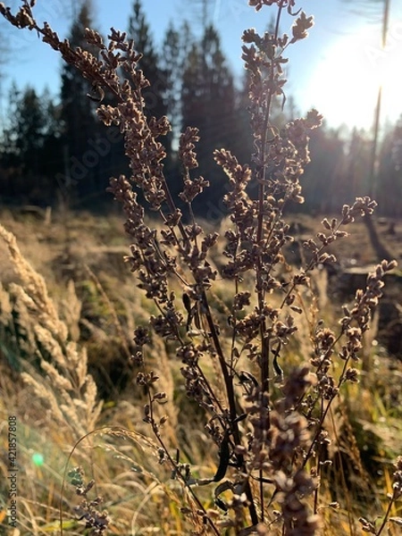 Fototapeta Waldfotografie
