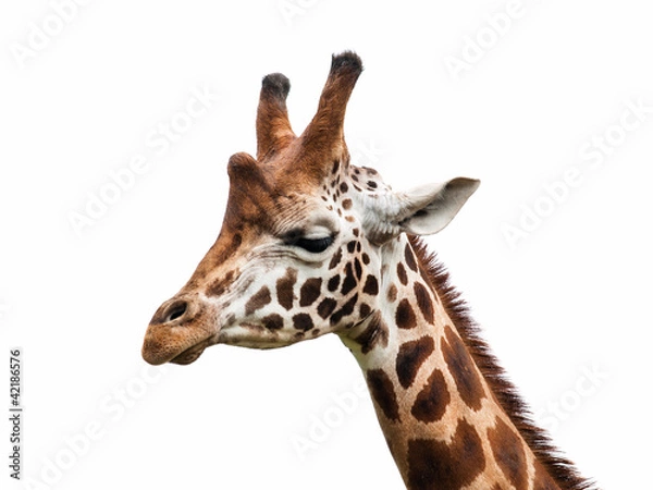 Obraz Giraffe head