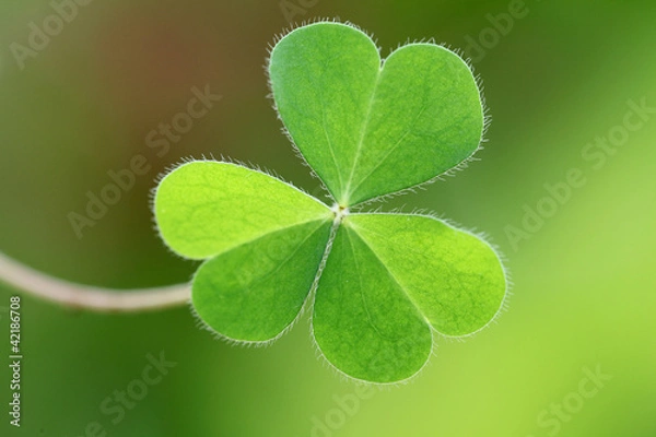 Fototapeta Three leaf clover