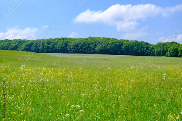 Obraz Grassy meadows