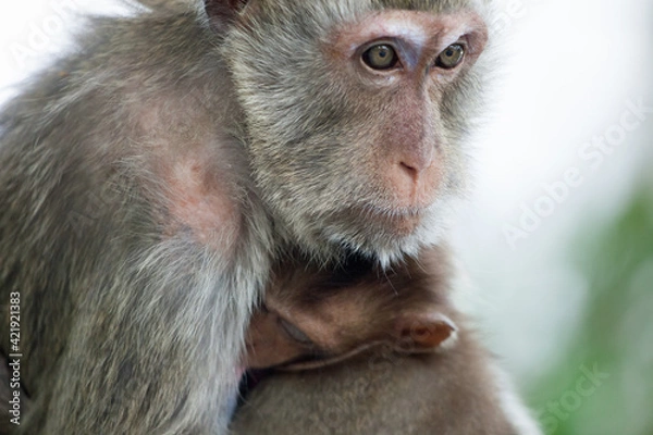 Obraz 可愛いサル