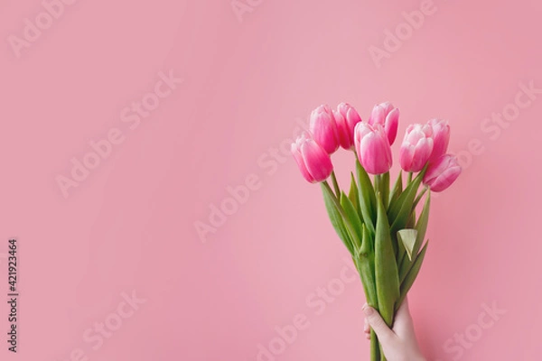 Fototapeta Pink tulips on pink background with copy space.