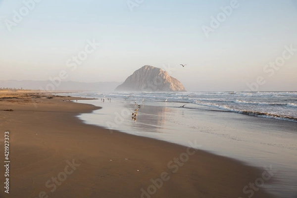 Fototapeta Foggy sunset with birds and rock reflecting on wet sandy beach in Morro Bay, California 