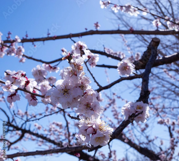 Obraz 桜
