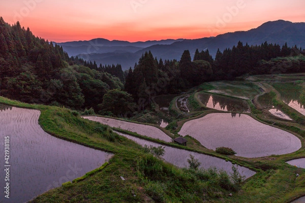 Fototapeta 朝焼けの輝く棚田