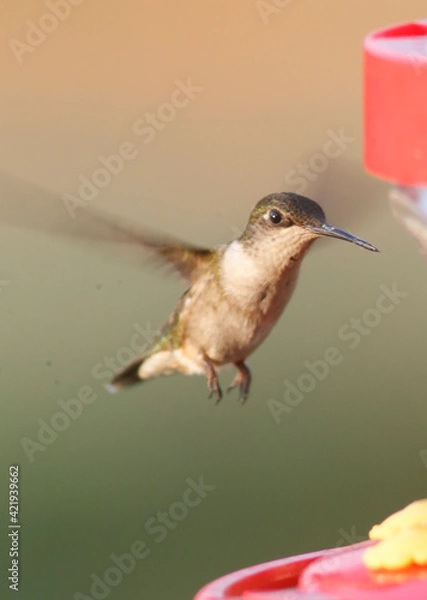 Obraz Hummingbird 1