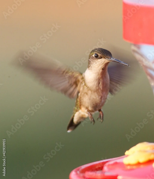 Obraz Hummingbird 2