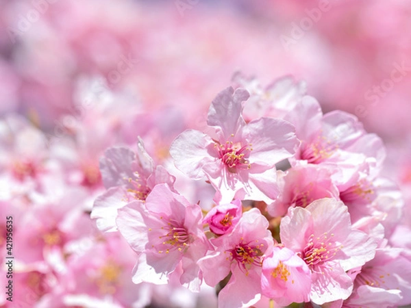 Fototapeta 満開のサクラの花