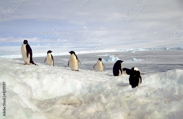 Obraz Adélie avec fond  banquise