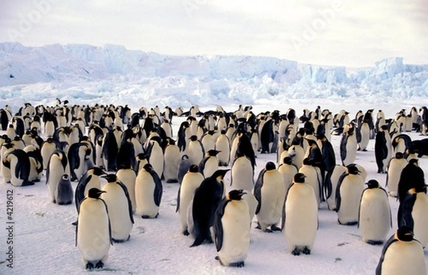 Obraz Colone Terre Adelie